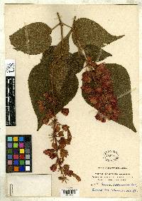 Salvia libanensis image