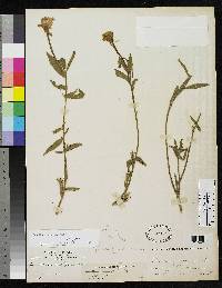 Oenothera elongata image