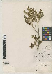 Cassia acinacicarpa image