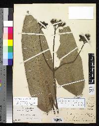Condaminea angustifolia image