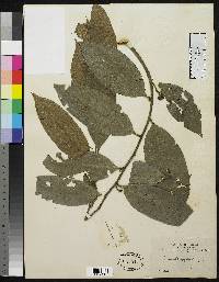 Guatteria oblongifolia image