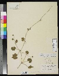 Image of Hydrocotyle grossulariifolia