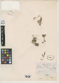 Chevreulia acuminata image