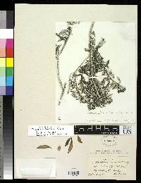 Diplostephium mandonii image