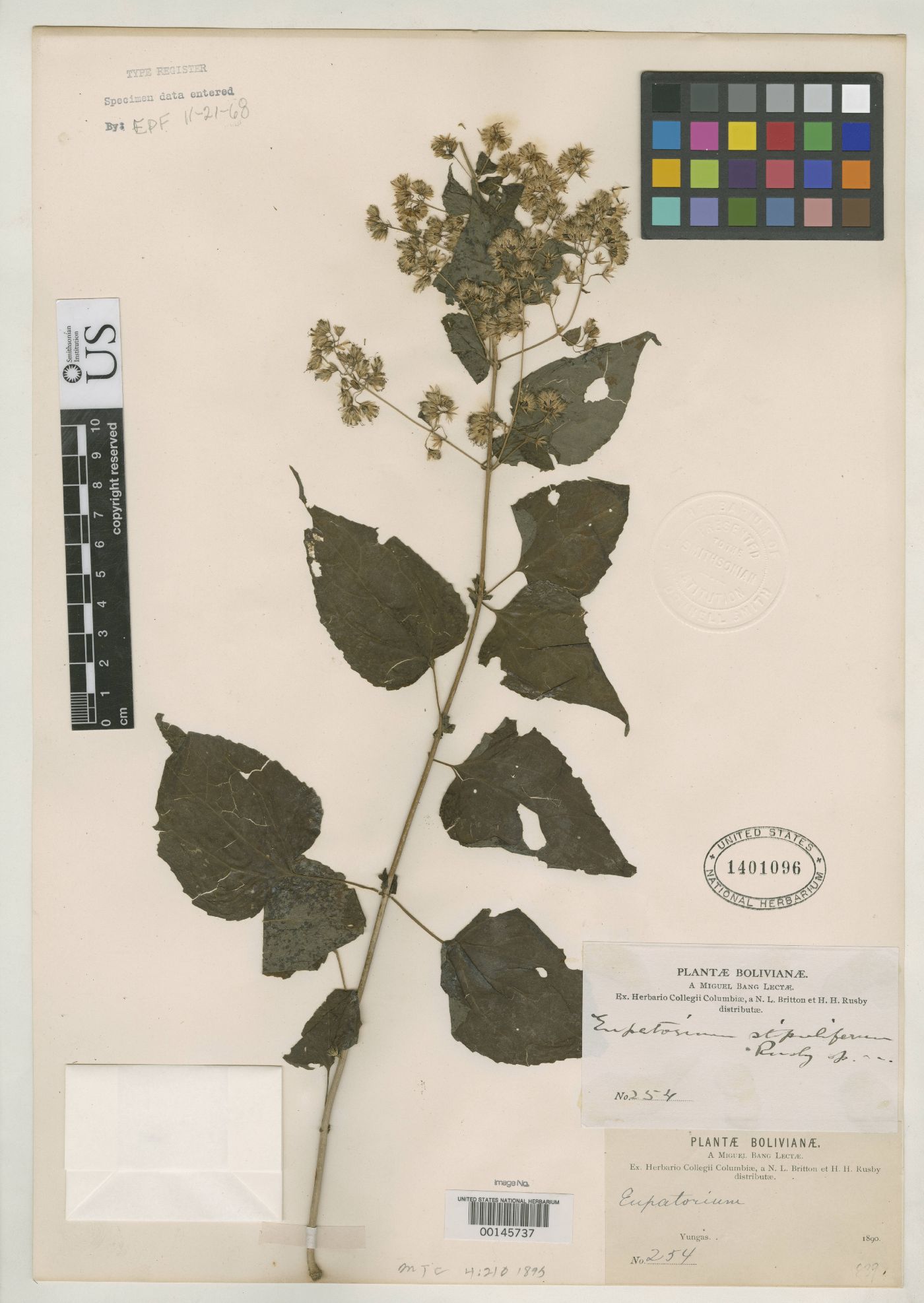 Eupatorium stipuliferum image