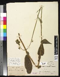 Hieracium bangii image