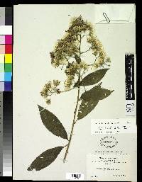 Vernonia trixioides image