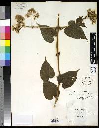 Willoughbya leucophylla image