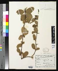 Berberis ovalifolia image