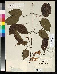Lundia phaseolifolia image