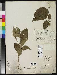 Cordia pauciflora image