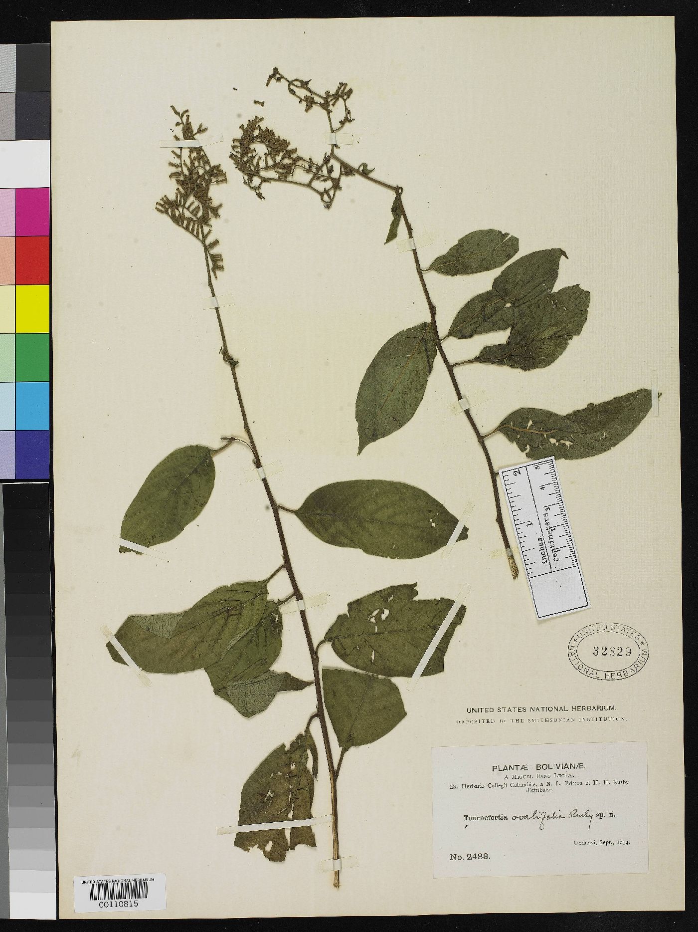 Tournefortia ovalifolia image