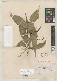 Acalypha lucida image