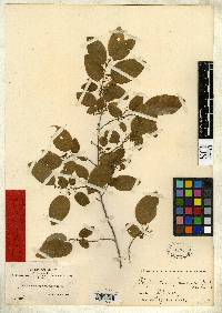 Phyllanthus inaequalis image