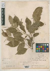 Sapium rhombifolium image