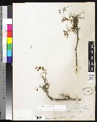 Caesalpinia rosulata image