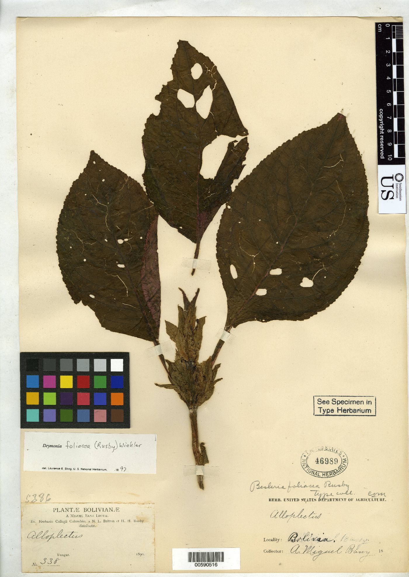 Besleria foliacea image