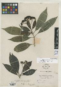 Image of Psychotria anceps