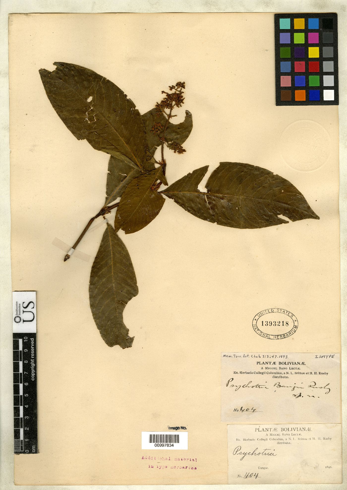 Psychotria bangii image