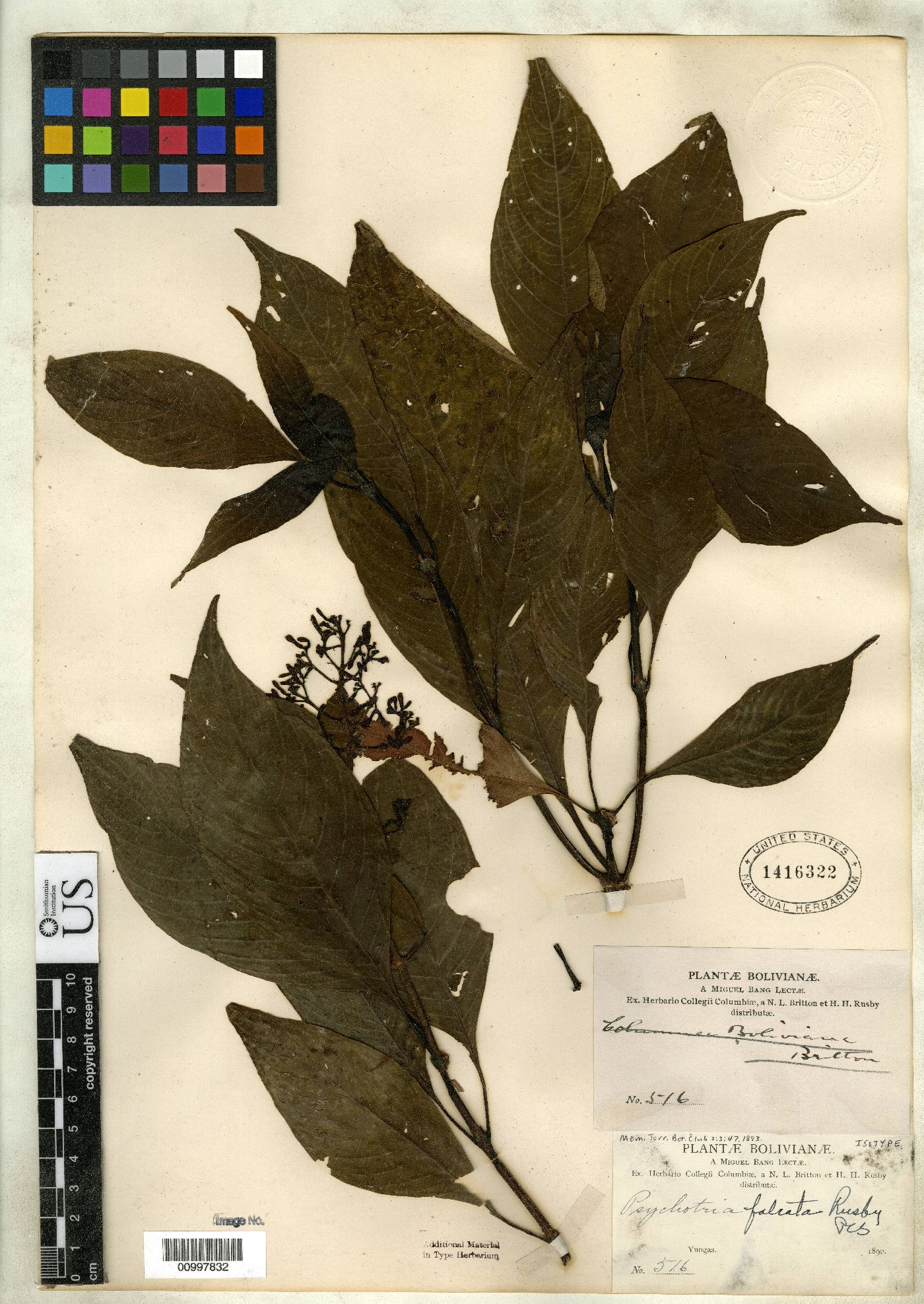 Psychotria falcata image