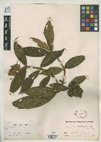 Psychotria scabrifolia image