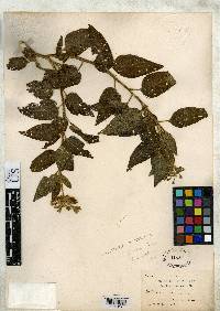 Solanum lechleri image
