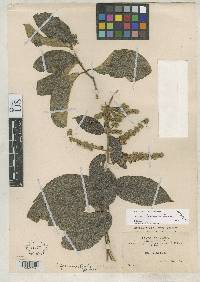 Image of Trigonia floccosa
