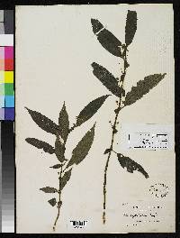 Pilea cymbifolia image