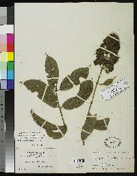 Image of Aegiphila densiflora