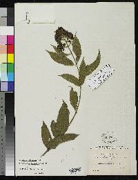 Aegiphila densiflora image