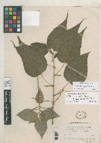 Image of Acalypha cuspidata