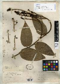 Cavendishia paniculata image