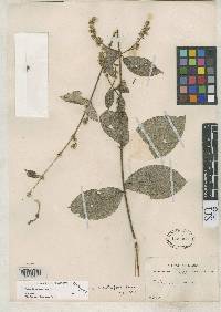 Image of Trigonia echiteifolia