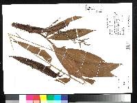 Image of Desmoncus polyacanthos