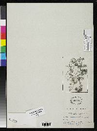 Image of Pilea trichosanthes