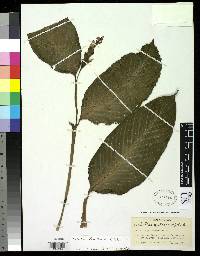 Image of Calathea donnell-smithii