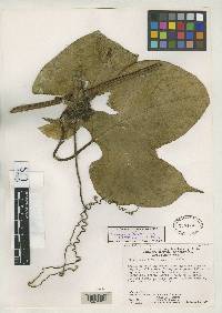 Image of Cayaponia botryocarpa
