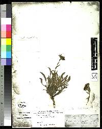 Erigeron chionophilus image