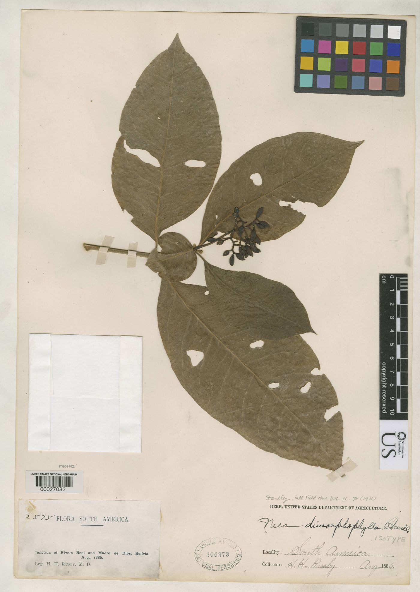 Neea dimorphophylla image