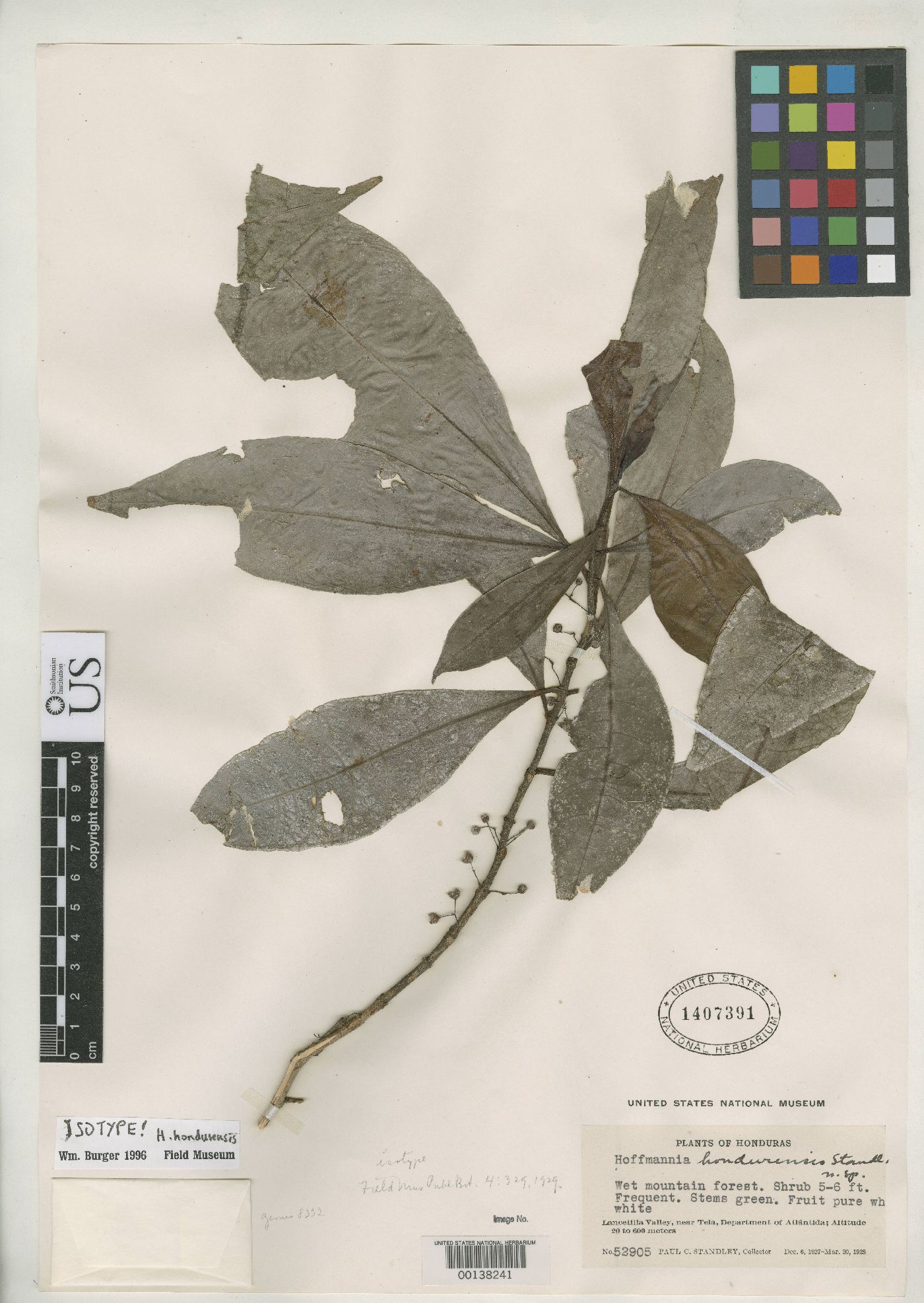 Hoffmannia hondurensis image