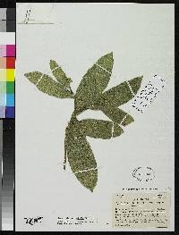 Daphnopsis loranthifolia image