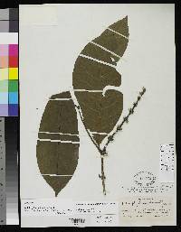 Image of Retiniphyllum adinanthum