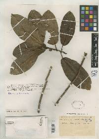 Image of Ficus andicola