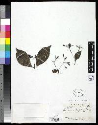 Image of Chomelia laxiflora
