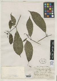 Image of Coussarea pilosiflora