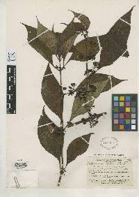 Hoffmannia longepetiolata image