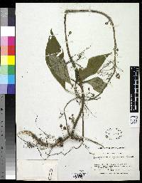 Image of Hoffmannia villosula