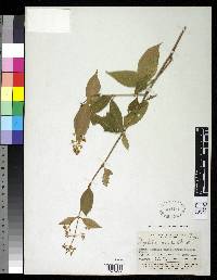 Image of Psychotria amita