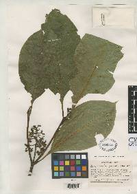 Image of Psychotria compta