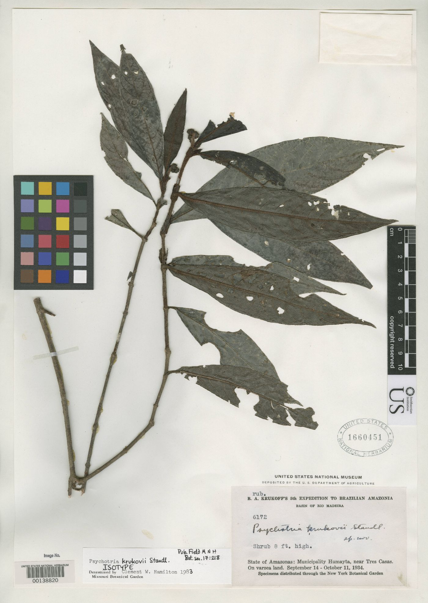 Psychotria krukovii image
